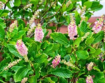 CLETHRA Alnifolia 'RUBY SPICE'- Fragrant-Plant- -Approx 6-8 Inch