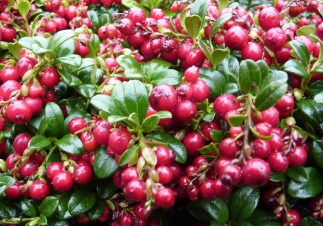 Vaccinium Vitis-idaea 'red Candy' - LINGONBERRY - PLANT - APPROX 4-6 ...