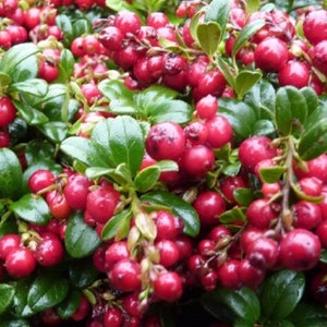 Vaccinium vitis-idaea &#39;Red Candy&#39; - LINGONBERRY - PLANT - APPROX 4-6 Inch - 2 1/2 Inch Pot