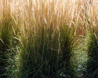 CALAMAGROSTIS 'KARL FOERSTER'- Feather Reed Grass