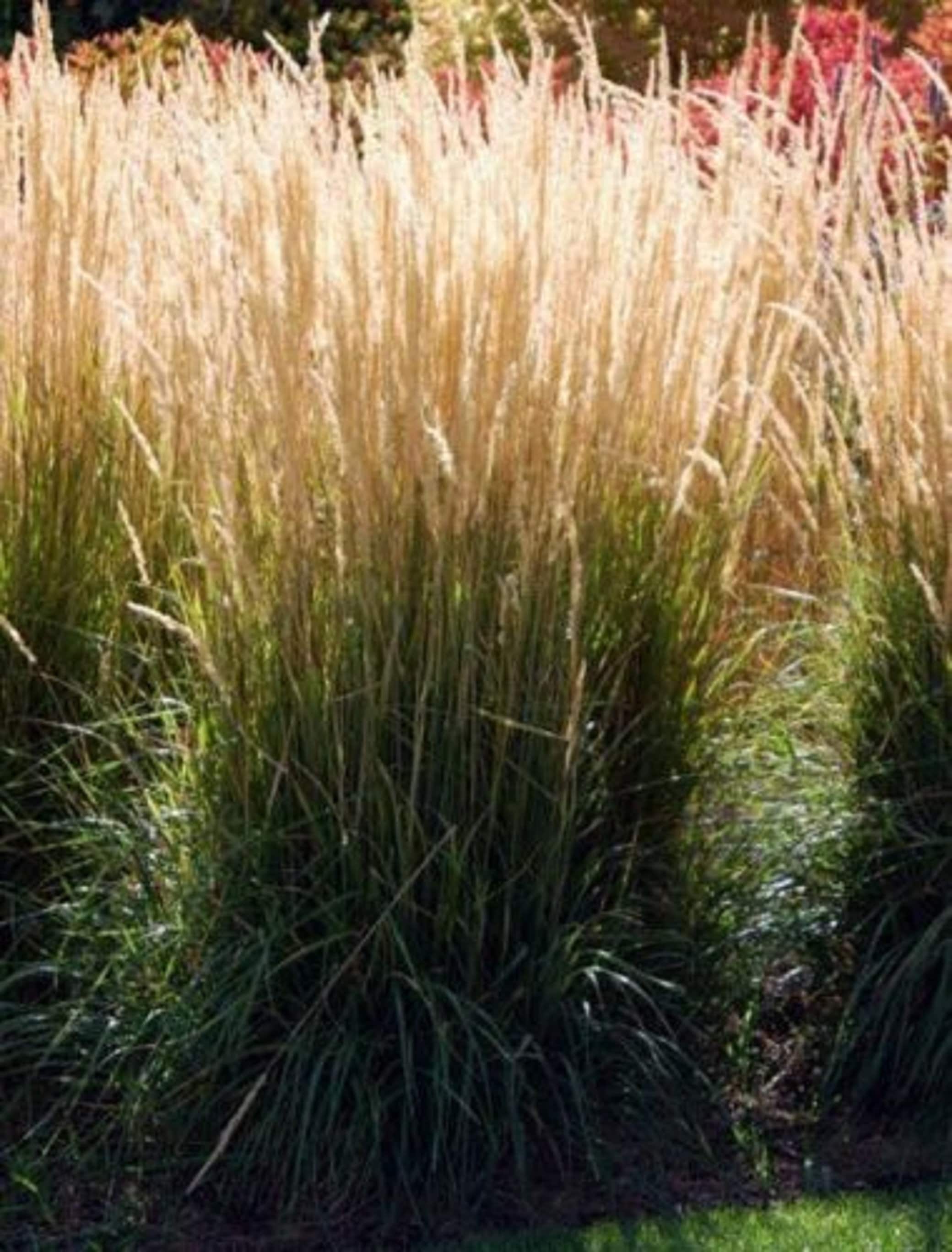CALAMAGROSTIS 'KARL FOERSTER' Feather Reed Grass - Etsy