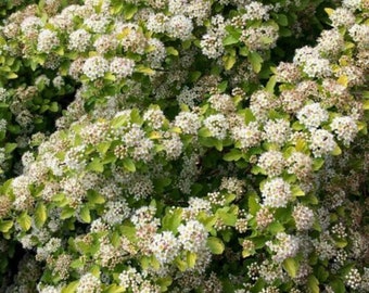 PHYSOCARPUS 'RASPBERRY LEMONADE' - Ninebark - Starter Plant - Approx 6 Inch