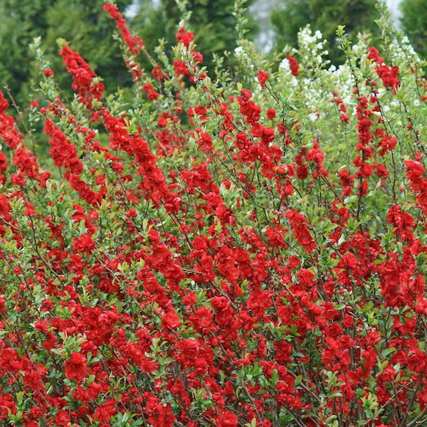 Chaenomeles 'Double Take Scarlet Storm' --Starter Plant - Approx 4-6 Inch