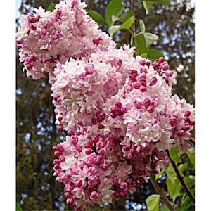 SYRINGA X HYACINTHFLORA 'SWEETHEART'- Lilac- Starter Plant -  Approx 6-8 Inch