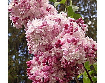 SYRINGA X HYACINTHFLORA 'SWEETHEART'- Lilac- Starter Plant -  Approx 8-10 Inch