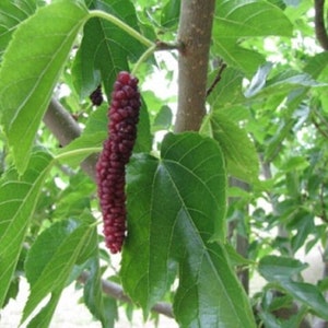 MORUS MACROURA - Himalayan Mulberry - Starter Plant - Approx 12-14  Inch - Cutback
