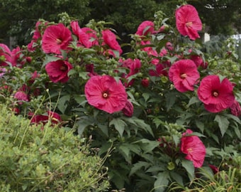 Hibiscus 'SUMMER IN PARADISE' - Starter Plant