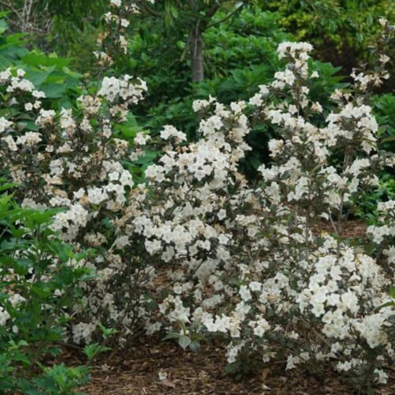 Pu&ograve; includere: Primo piano di un arbusto fiorito con grappoli di piccoli fiori bianchi. L'arbusto ha foglie verde scuro ed &egrave; circondato da altro fogliame verde. I fiori sono in piena fioritura, creando un aspetto denso e strutturato.