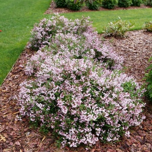 DEUTZIA &#39;Yuki Kabuki&#39;/Yuki Cherry Blossom - Plant - Approx 7 Inch - Dormant/Leafless - Read Description