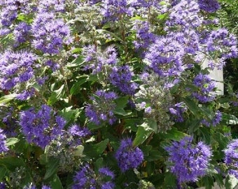 CARYOPTERIS 'GRAND BLEU' -Bluebeard - Starter Plant - Approx 4-6 Inch