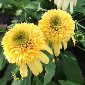 ECHINACEA 'LEMON DROP' Coneflower Starter Plant image 1