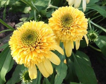 ECHINACEA 'LEMON DROP' - Coneflower - Starter Plant