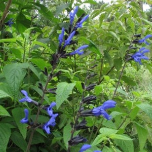 Salvia Guaranitica  'Black and Blue' - STARTER PLANT - Approx 5-7 Inch