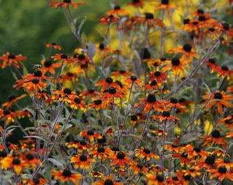 Rudbeckia Triloba  'PRAIRIE GLOW'  -  Starter Plant