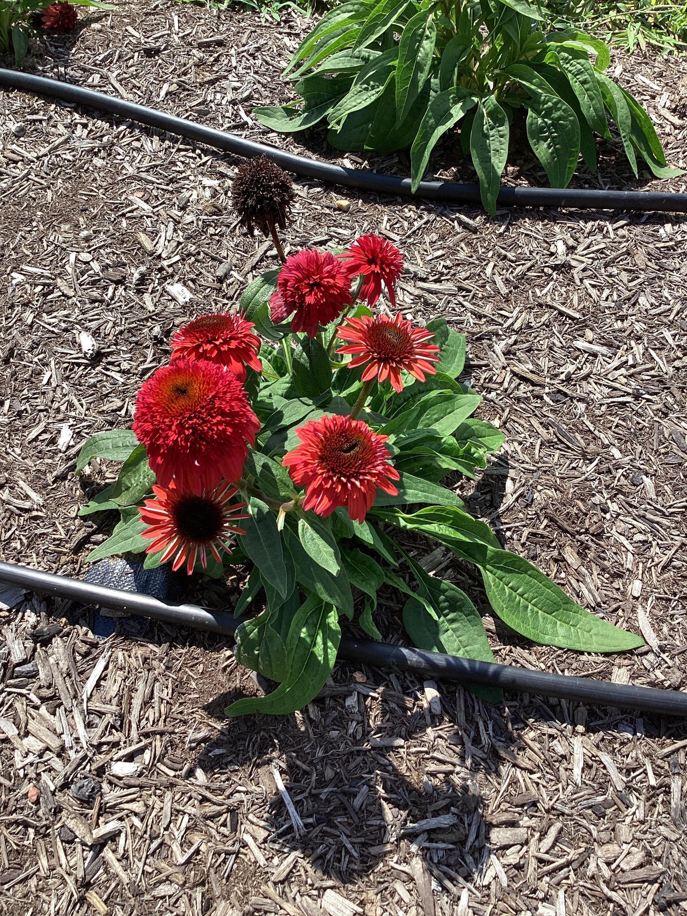Echinacea 'DOUBLE SCOOP RASPBERRY Deluxe' - Coneflower - Starter Plant