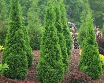 THUJA 'NORTH POLE' - Starter Plant - Approx 6-8 Inch