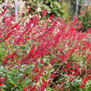 May include: A vibrant image of a flowering bush with bright red blossoms. The flowers are small and tubular, clustered along the stems. The bush has green leaves and is set against a blurred background of other plants.