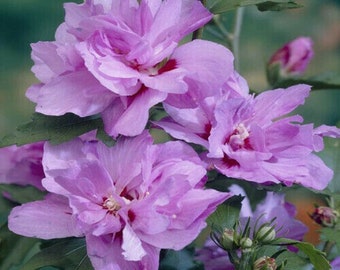 HIBISCUS SYRIACUS 'ARDENS' -  Starter Plant - Approx 7-9 Inch
