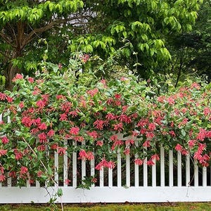 May include: A white picket fence is covered in vibrant green foliage and clusters of bright pink flowers. The climbing plant is lush and full, creating a natural, colorful border. The background features green trees and foliage.