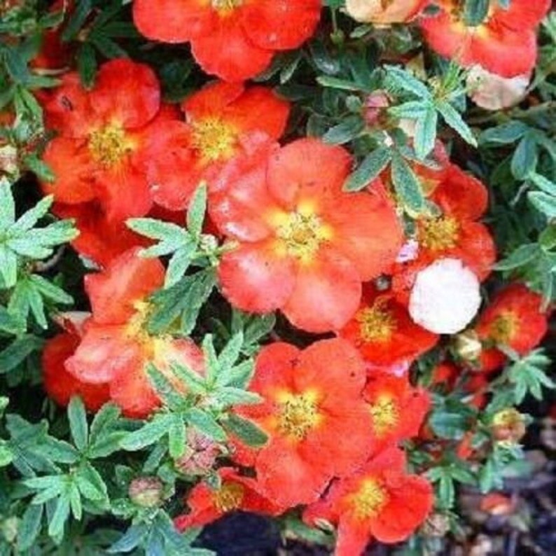 Potentilla Fruticosa 'Red Joker' SHRUBBY CINQUEFOIL Starter Plant Approx 5-7 Inch image 1