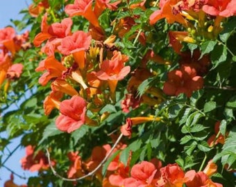 CAMPSIS 'MME GALEN' - Trumpet Creeper - Starter Plant - Approx 4-6 Inch