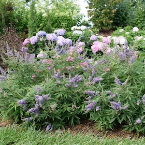 May include: A close-up of a purple flowering bush with green leaves. The bush is in a garden setting with other plants in the background.