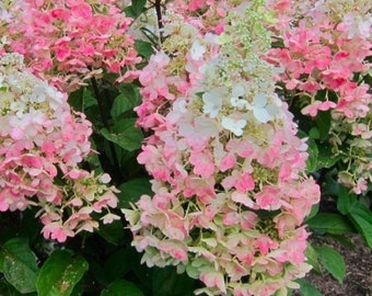 HYDRANGEA PANICULATA 'CANDLELIGHT' - Starter Plant - Approx 6-8 Inch -Dormant