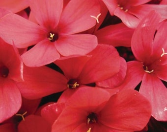 Phlox Paniculata -EARLY RED' - Starter Plant - Dormant