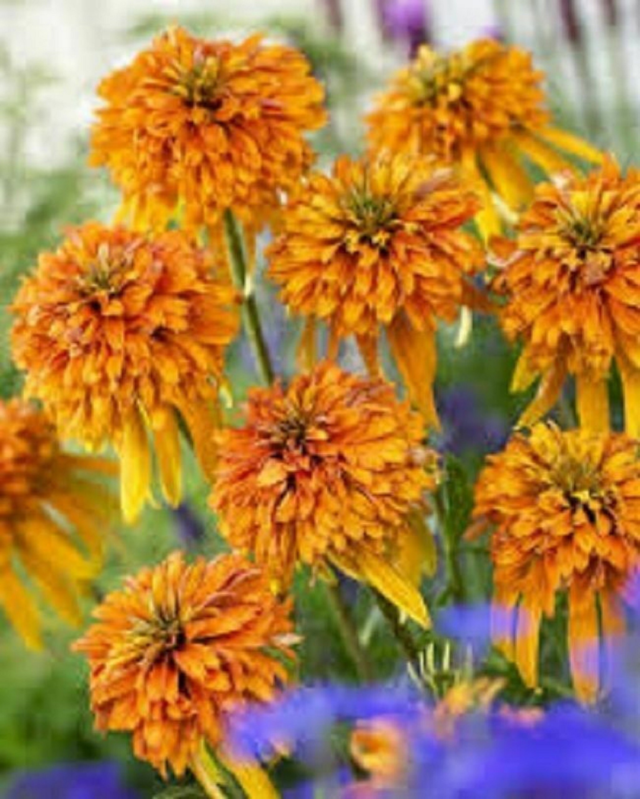 ECHINACEA 'MARMALADE' Starter Plant Etsy