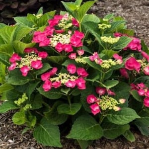 May include: A vibrant hydrangea plant with lush green leaves and clusters of bright pink flowers. The flowers have a delicate, layered appearance, with small yellow-green buds interspersed among the pink petals. The plant is set against a backdrop of brown mulch.