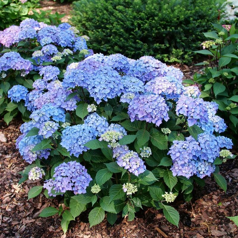 Hydrangea 'LET'S DANCE LOVABLE' - Approx 5-7 Inch