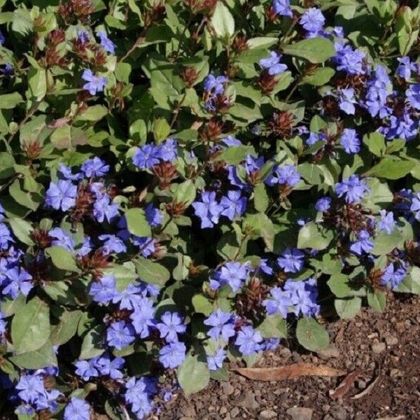 CERATOSTIGMA PLUMBAGINOIDES- Hardy Plumbago - Starter Plant - Approx 3 Inch