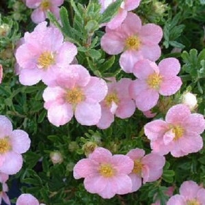 Potentilla Fruticosa 'Pink Beauty' - Shrubby Cinquefoil - Starter Plant - Approx 5-7 Inch