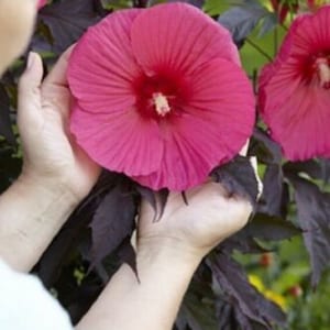 Hibiscus Moscheutos 'Carousel Pink Passion' - Starter Plant - Cutback/Dormant