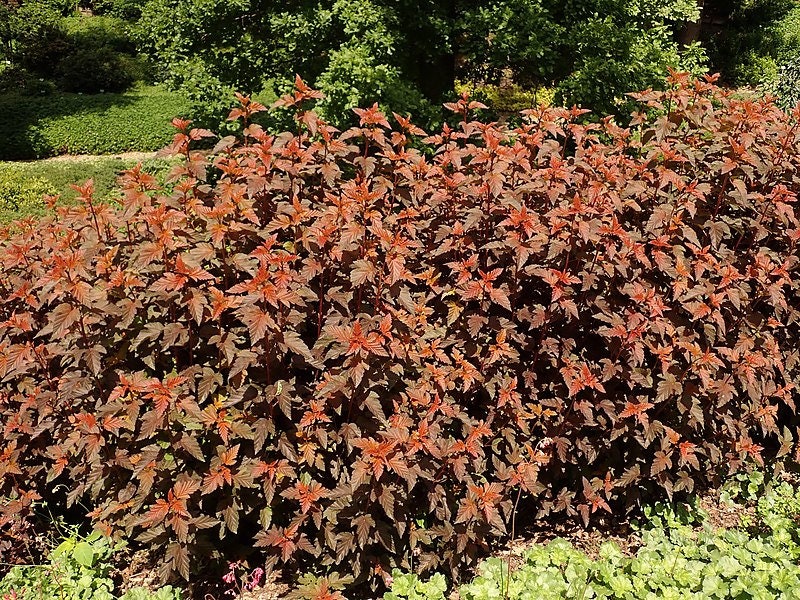 rubber ficus plant Ficus Burgundy Tree Form Single Stem, Rubber Tree
