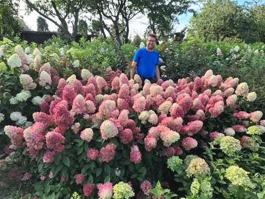 HYDRANGEA PANICULATA 'BONFIRE' - Starter Plant - Approx 7-10 Inch