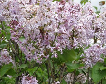 SYRINGA OBLATA 'CHEYENNE' - Plante de démarrage - Environ 9-14 pouces - Tige défectueuse - Lire la description