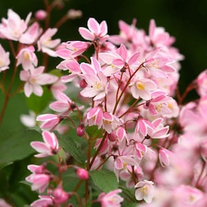 DEUTZIA 'Yuki Cherry Blossom' - Plant - Approx 5-7 Inch