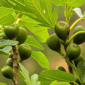 May include: Close-up of a fig tree branch with several green figs and large, bright green leaves. The figs are still developing and have a textured surface. The image is well-lit, highlighting the natural colors and details of the plant.