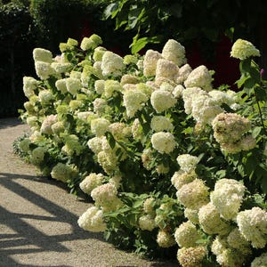 May include: A lush display of white and light green hydrangea flowers in full bloom. The flowers are clustered together, creating a dense, textured appearance. The image is taken outdoors, with a gravel path and a dark green hedge in the background.