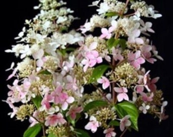 Hydrangea Paniculata 'Confetti' -STARTER  PLANT - Approx 5-6 Inch