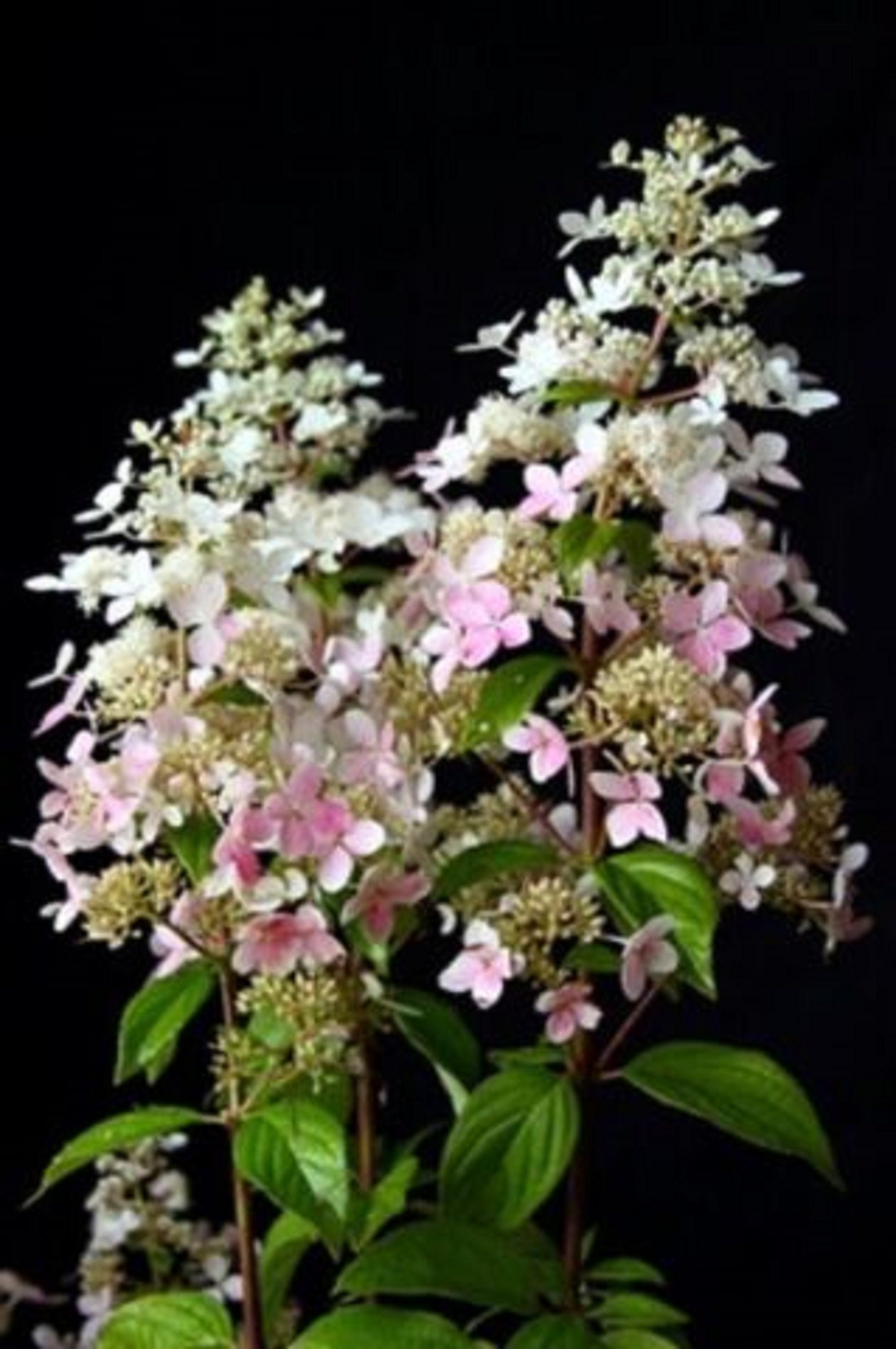Hydrangea Paniculata 'Confetti' -STARTER  PLANT - Approx 6-9 Inch