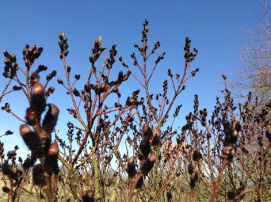 SALIX MELANOSTACHYS Pussy Willow Plant Approx 8-12 Inch - Etsy