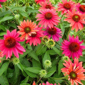 ECHINACEA 'TRES AMIGOS' -Coneflower -Starter Plant