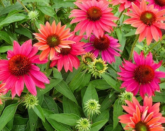 ECHINACEA 'TRES AMIGOS' -Coneflower -Starter Plant