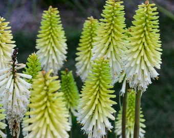 KNIPHOFIA 'LADY LUCK' - Starter Plant