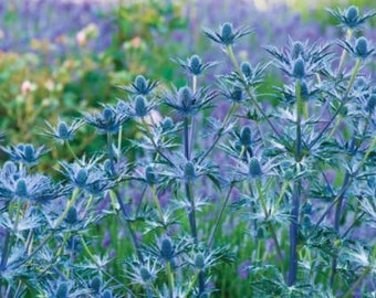 ERYNGIUM 'BIG BLUE' - Starter Plant