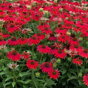 May include: A vibrant field of red coneflowers in full bloom. The flowers have deep red petals surrounding a prominent brown central cone. Green stems and leaves provide a contrasting backdrop to the bright blooms. The image captures a natural, floral scene.