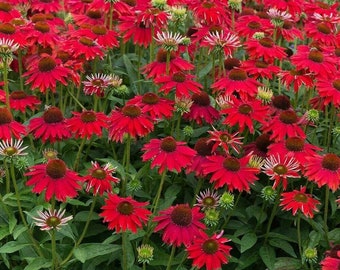 Echinacea 'SOMBRERO SALSA RED'- Coneflower - Starter Plant