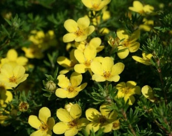 Potentilla Little Pot Of Gold' - STARTER PLANT - Approx 6-8 Inch